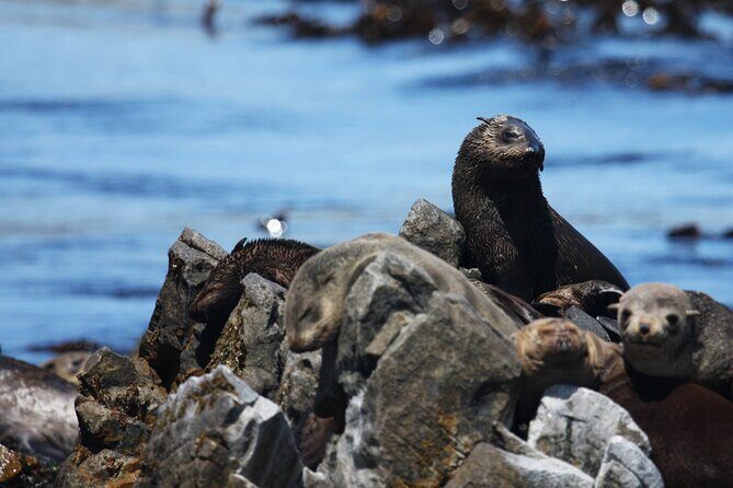 Big 5 Sea Safari in Walker Bay from Gansbaai - FAQ
