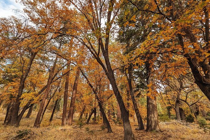 big-bear-fall-colors-hiking-tour-in-southern-california