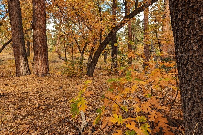 big-bear-fall-colors-hiking-tour-in-southern-california