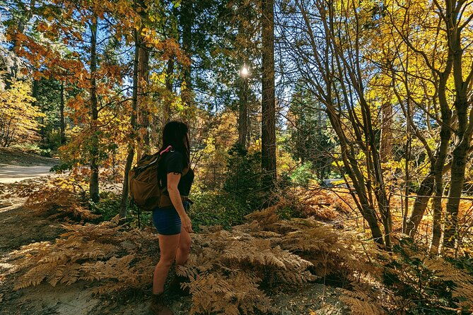 big-bear-fall-colors-hiking-tour-in-southern-california