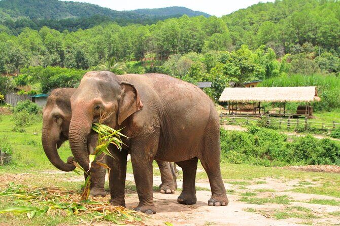 Big Boy Elephant Sanctuary and Bamboo Rafting Experience - Real Traveler Insights