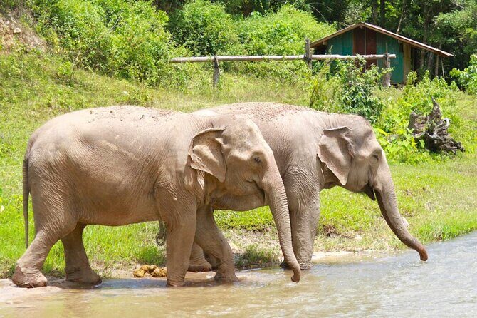 Big Boy Elephant Sanctuary and Bamboo Rafting Experience - The Sum Up