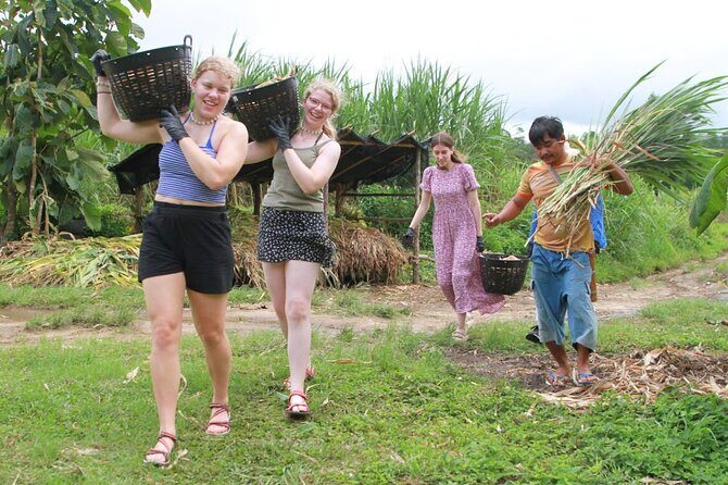 Big Boy Elephant Sanctuary Half Day Tour + Pad Thai Cooking Class - The Sum Up