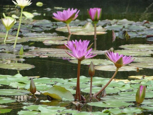 big-bus-miami-hop-on-hop-off-sightseeing-tour-with-cruise-option-2