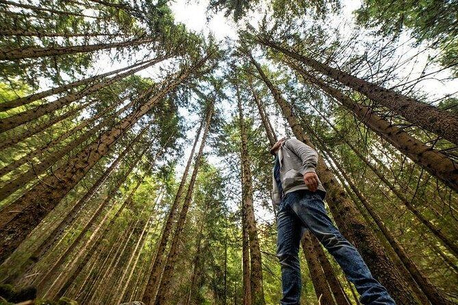 Big Bus San Francisco: Guided Muir Woods Tour - A Detailed Look at the Tour