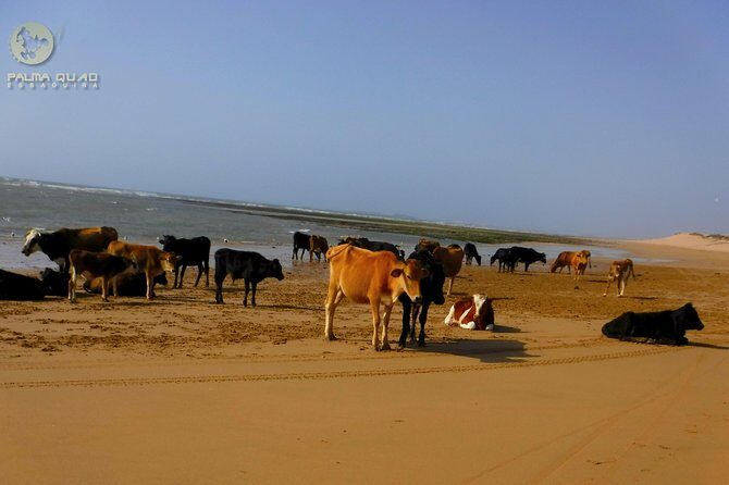 Big dunes and atlantic coast tour 2 HOURS - Practical Details That Matter