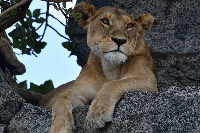 Big Five Classic Safari in Tanzania **Sustainable Travel approach - Why This Safari Offers Great Value