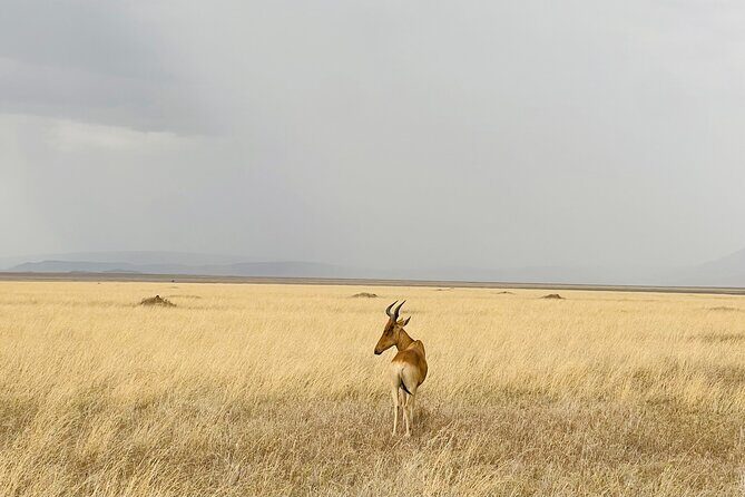 Big Five Dream Safari - Key Points