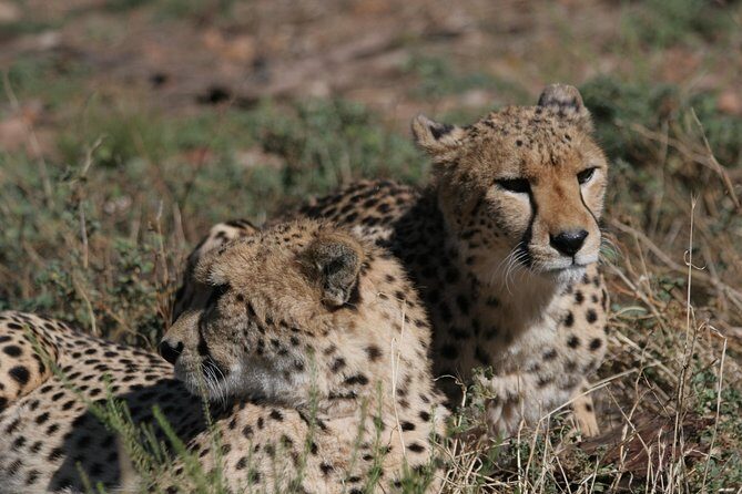 Big Five Game Reserve Wildlife Safari from Cape Town - Key Points