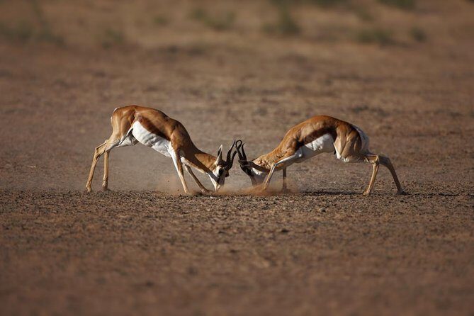 Big Five Game Reserve Wildlife Safari from Cape Town - An Honest Look at What to Expect