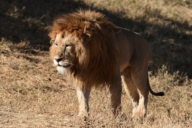 Big Five Luxury 7 Days Safari Tour in Arusha - Who Is This Tour Best For?