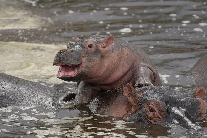 Big Five Luxury 7 Days Safari Tour in Arusha - FAQ