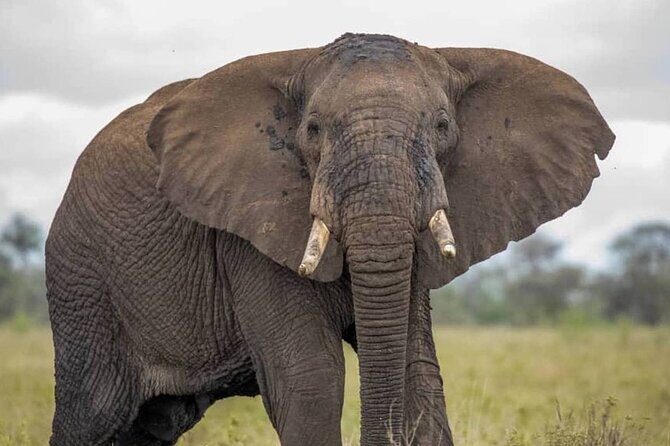 Big Five Luxury Safari in Tanzania - Why This Safari Delivers Value