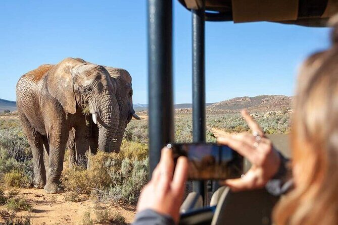 Big Five Safari Experience Near Cape Town ,South Africa - Exploring the Big Five Safari Near Cape Town: A Practical Review