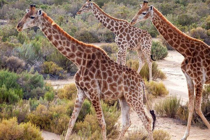 Big Five Safari Experience Near Cape Town ,South Africa - The Experience: From Pickup to Drop-off