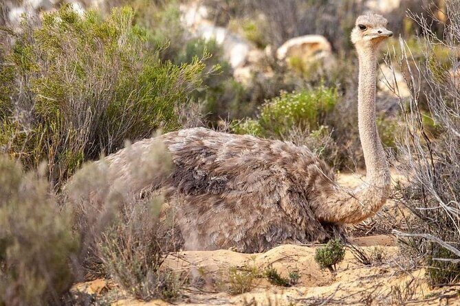 Big Five Safari Experience Near Cape Town ,South Africa - Points to Consider