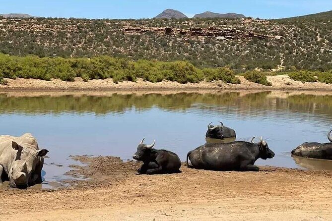 Big Five Safari Experience Near Cape Town ,South Africa - The Value of This Safari Experience