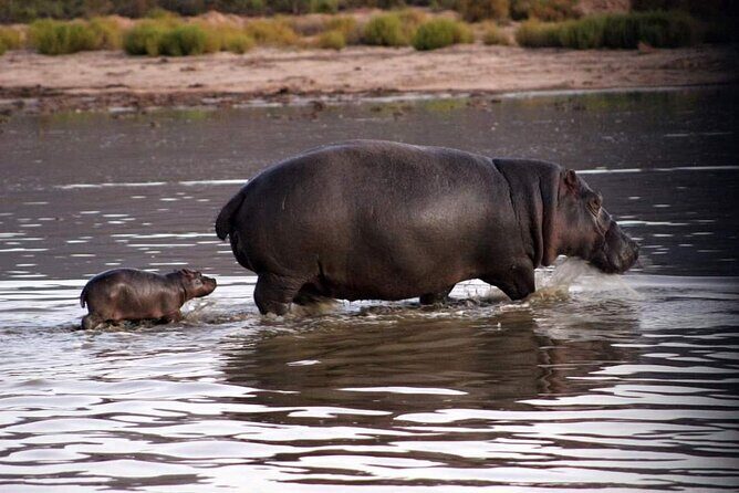 Big Five Safari Experience Near Cape Town ,South Africa - Who Should Consider This Tour?
