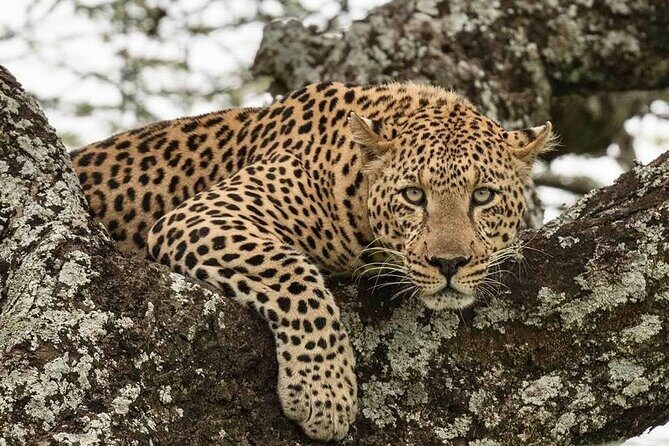 Big Five Safari In Tanzania - A Day-by-Day Breakdown of the Itinerary