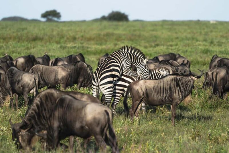 Big Five Safari - FAQs