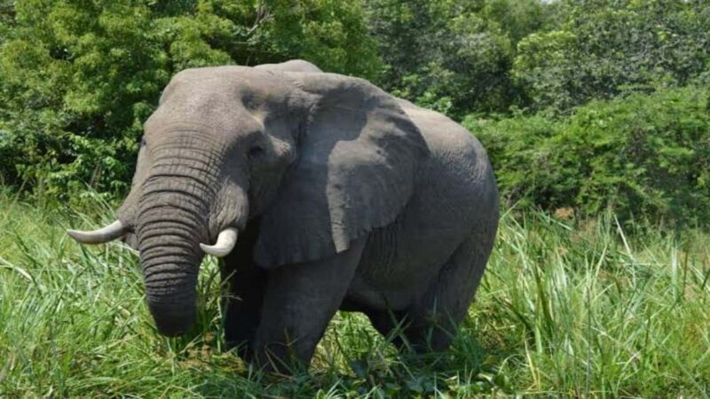 Big Five Safari Tour: Unforgettable wildlife viewing in Tanzania - Wildlife Viewing: The Heart of the Experience
