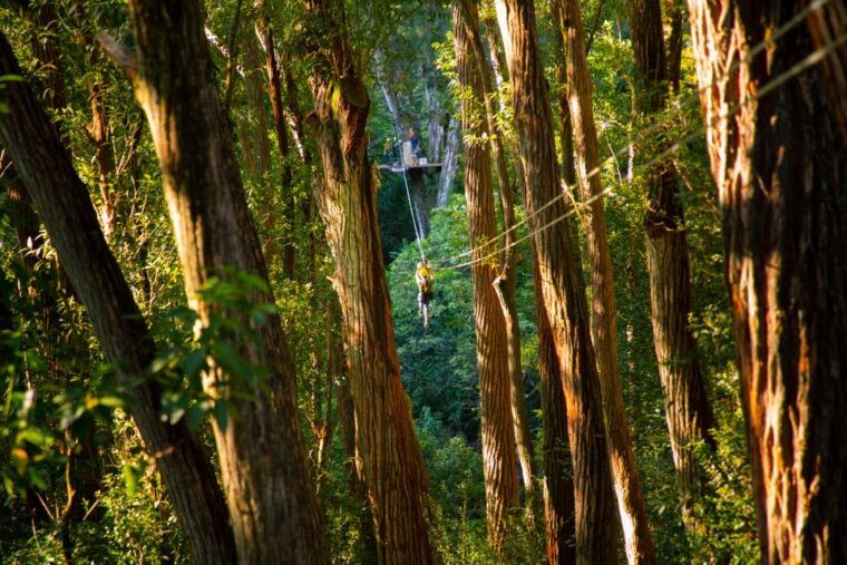 big-island-3-hour-kohala-canopy-zipline-adventure
