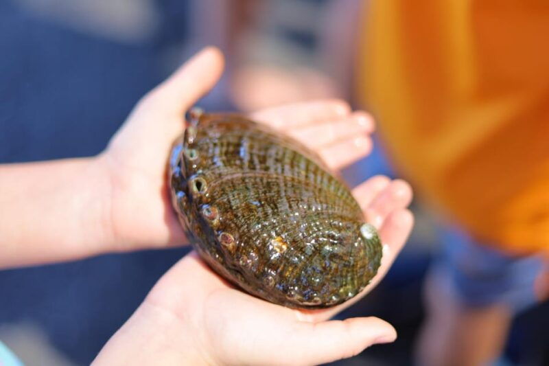 big-island-abalone-farm-guided-tour-with-tasting