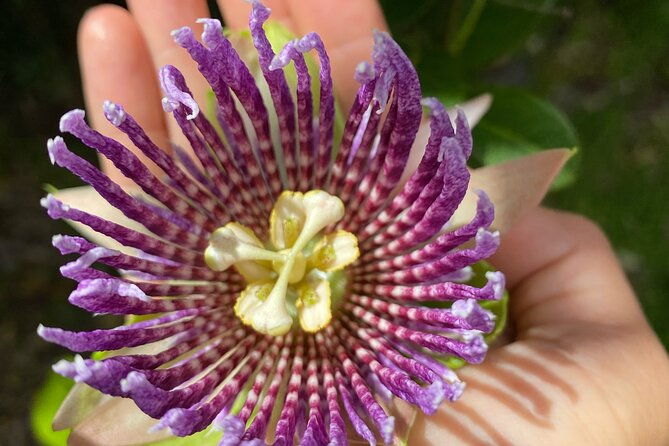 big-island-farms-tour-in-hawaii