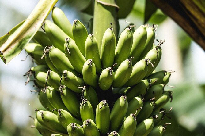 big-island-farms-tour-in-hawaii