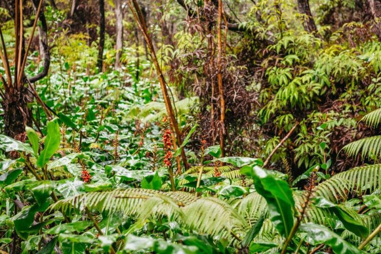 big-island-hawaii-volcanoes-national-park-guided-hike