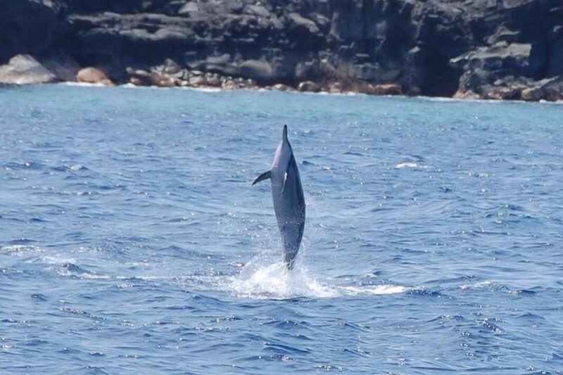 big-island-kealakekua-bay-captain-cook-marine-life-tour