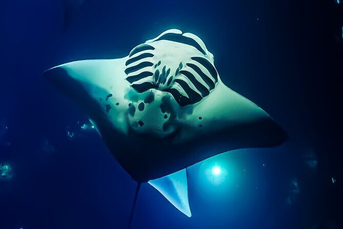 Big Island, Kona Manta Ray Night Snorkel Tour - What You Can Expect on the Kona Manta Ray Night Snorkel Tour