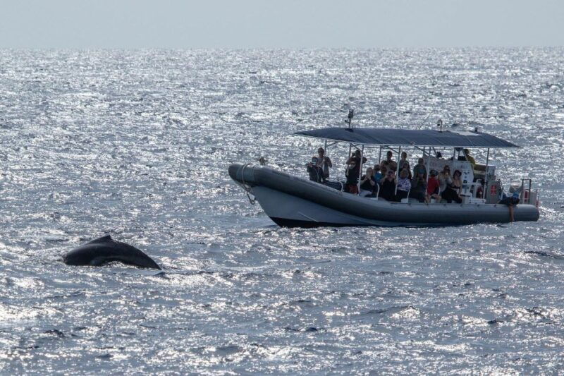 big-island-kona-super-raft-whale-watch