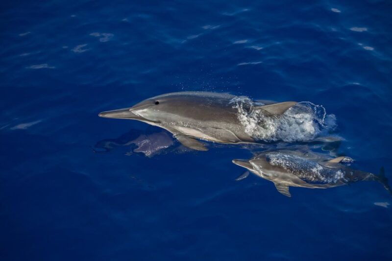 big-island-kona-super-raft-whale-watch