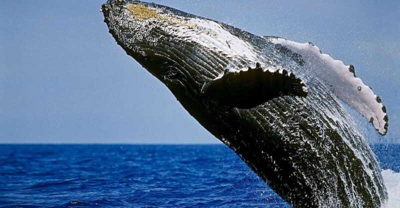 big-island-kona-whale-watching-tour