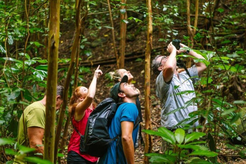big-island-native-bird-watching-hiking-tour