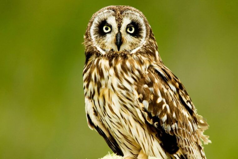 big-island-native-bird-watching-hiking-tour