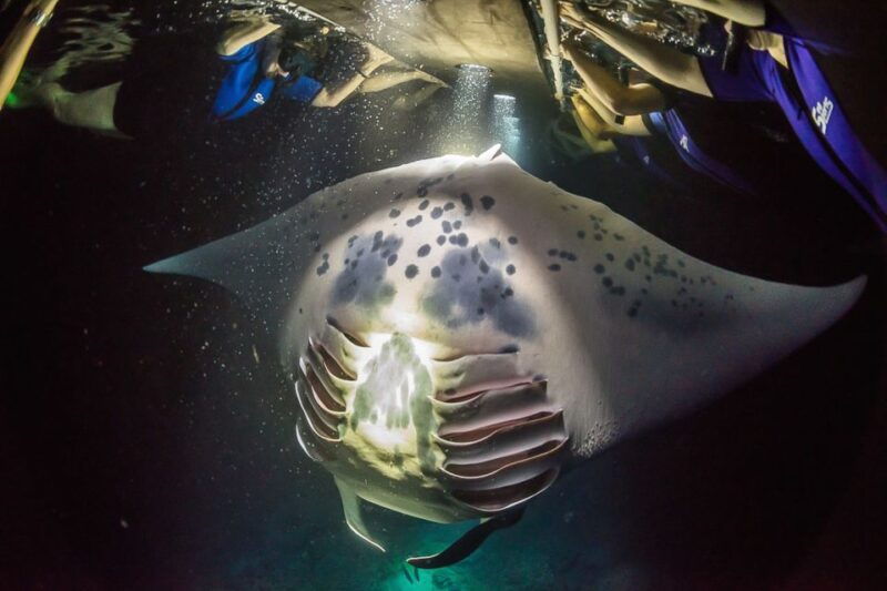 big-island-night-swim-with-manta-ray-with-hot-chocolate