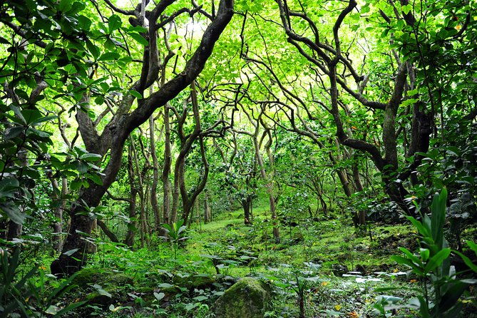 big-island-north-island-jungle-driving-tour-2
