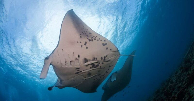 big-island-snorkel-with-manta-rays-manta-guarantee