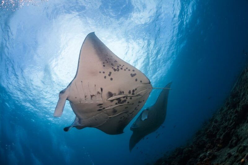 big-island-snorkel-with-manta-rays-manta-guarantee
