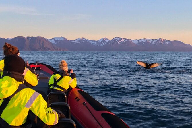 big-whales-puffins-rib-boat-tour-from-husavik