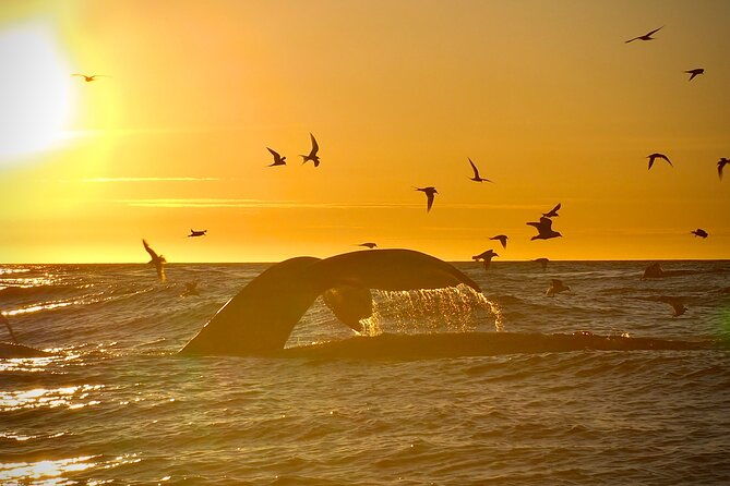 big-whales-puffins-rib-boat-tour-from-husavik