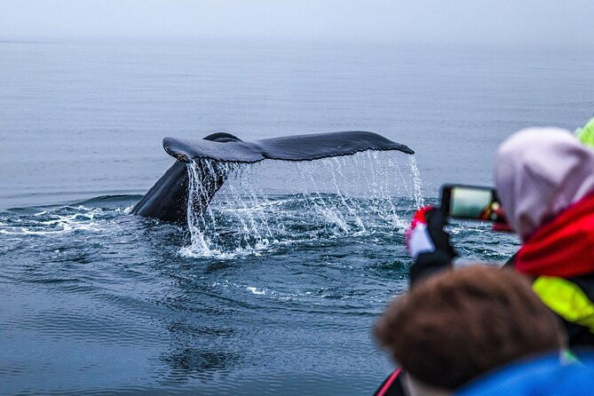 big-whales-puffins-rib-boat-tour-from-husavik