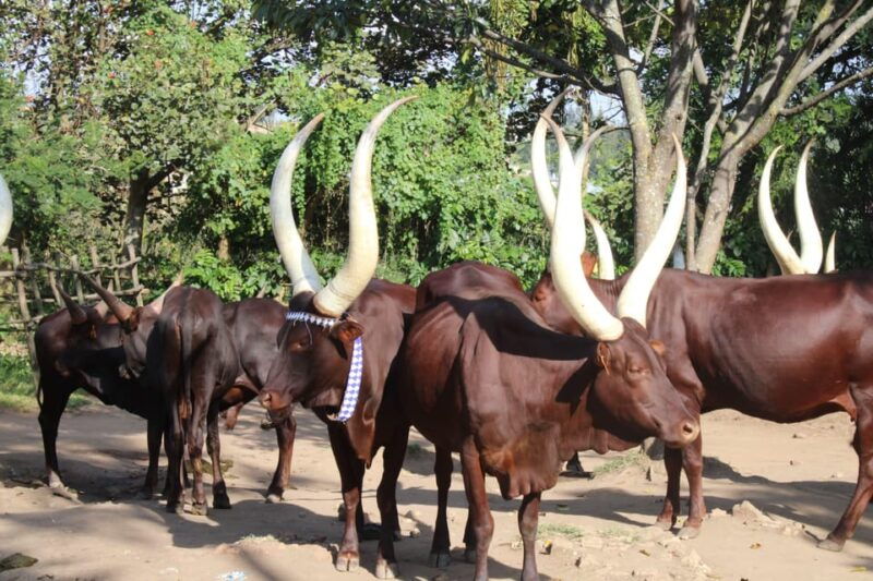 bigogwe-rock-climbing-and-cow-milking-corn-roasting-tour