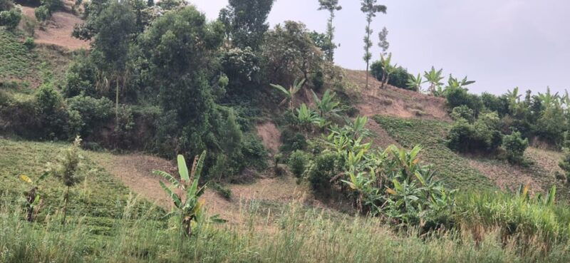 bigogwe-rock-climbing-and-cow-milking-corn-roasting-tour