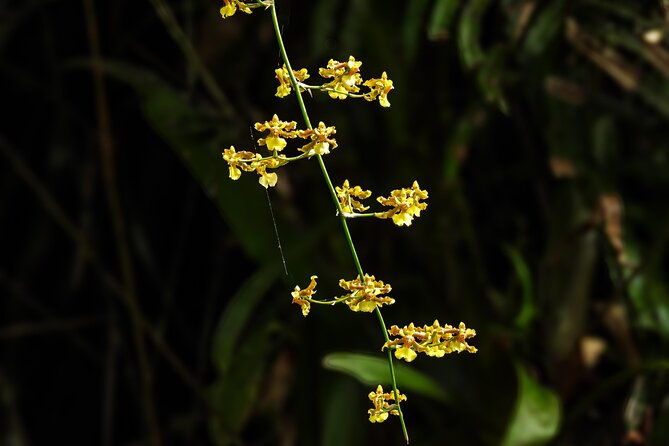 bijagua-upala-rainforest-trails-sloths-birds-and-others