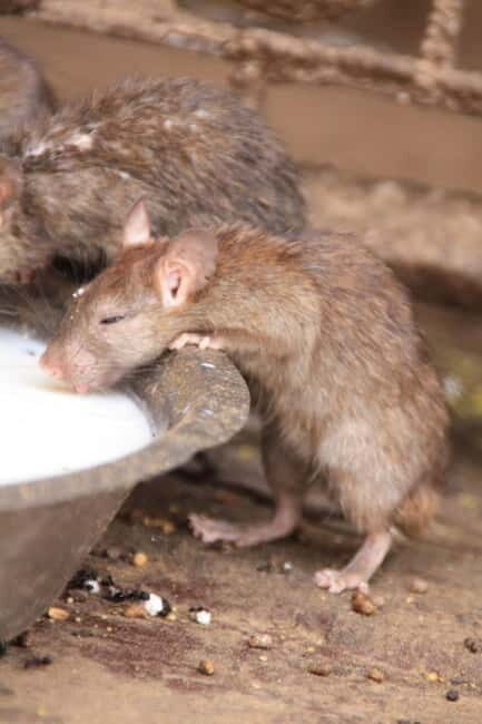 Bikaner: Karni Mata Temple Half-Day Guided Tour - Who Will Love This Tour?