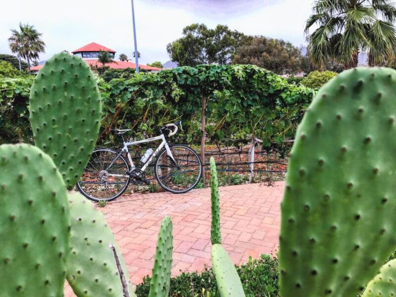 bike-through-vineyards-the-best-wine-in-the-guadalupe-valley