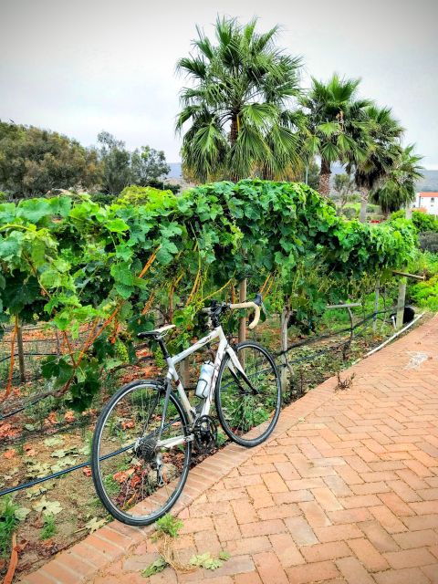 bike-through-vineyards-the-best-wine-in-the-guadalupe-valley